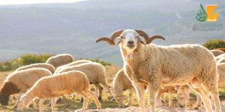 Las reglas del animal del sacrificio