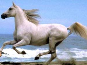 Migration of a Brave Heart